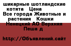 шикарные шотландские котята › Цена ­ 15 000 - Все города Животные и растения » Кошки   . Ненецкий АО,Верхняя Пеша д.